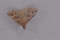 Alucita hexadactyla/bidentata
