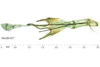 Mirificarma mulinella