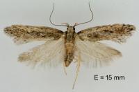Mirificarma mulinella