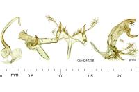 Bryotropha basaltinella