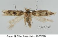Bryotropha basaltinella