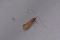 Nematopogon adansoniella