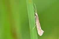 Plutella xylostella