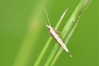 Plutella xylostella