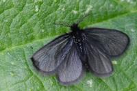 Epichnopterix
