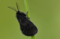 Epichnopterix