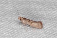 Acrolepiopsis vesperella
