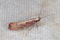 Acrolepiopsis vesperella