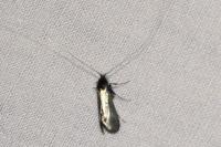 Adela reaumurella