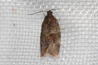 Syndemis musculana
