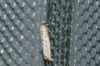 Yponomeuta sedella