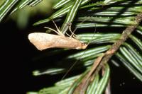 Nematopogon