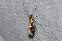 Micropterix schaefferi