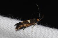 Incurvaria masculella