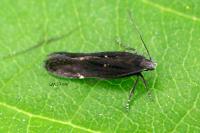 Aproaerema anthyllidella