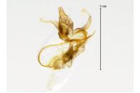 Aproaerema anthyllidella