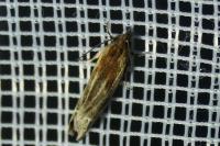 Eucosma