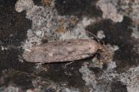 Platyedra subcinerea