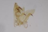 Platyedra subcinerea