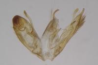 Emmelina monodactyla
