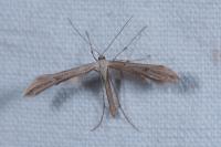 Emmelina monodactyla