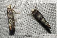 Swammerdamia pyrella