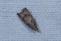 Acroclita subsequana