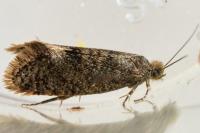 Eriocottis fuscanella