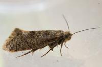 Eriocottis fuscanella
