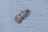 Isotrias stramentana