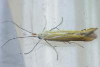 Coleophora