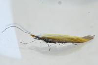 Coleophora