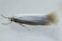Elachista argentella