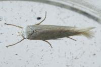 Elachista argentella