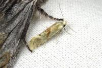 Cochylimorpha straminea
