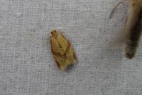 Clepsis consimilana