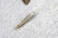 Coleophora nutantella