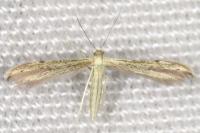 Adaina microdactyla
