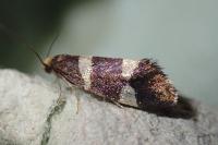 Lampronia capitella