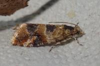 Lobesia reliquana