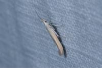 Coleophora oriolella