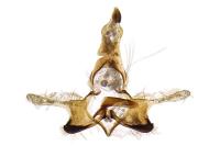Coleophora oriolella