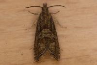 Dichrorampha