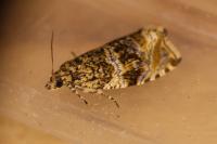 Celypha lacunana