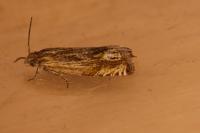 Eucosma
