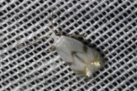 Pseudopostega crepusculella