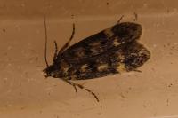 Bryotropha