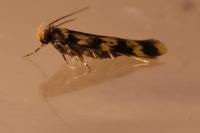 Oegoconia