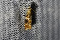 Lobesia reliquana