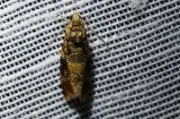 Lobesia reliquana